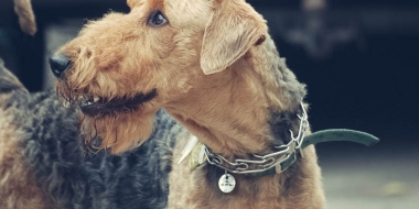 Airedale terrier (1)