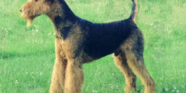 Airedale terrier (3)