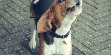 Beagle (2)