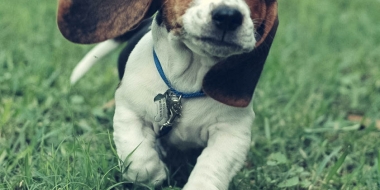 Beagle (3)